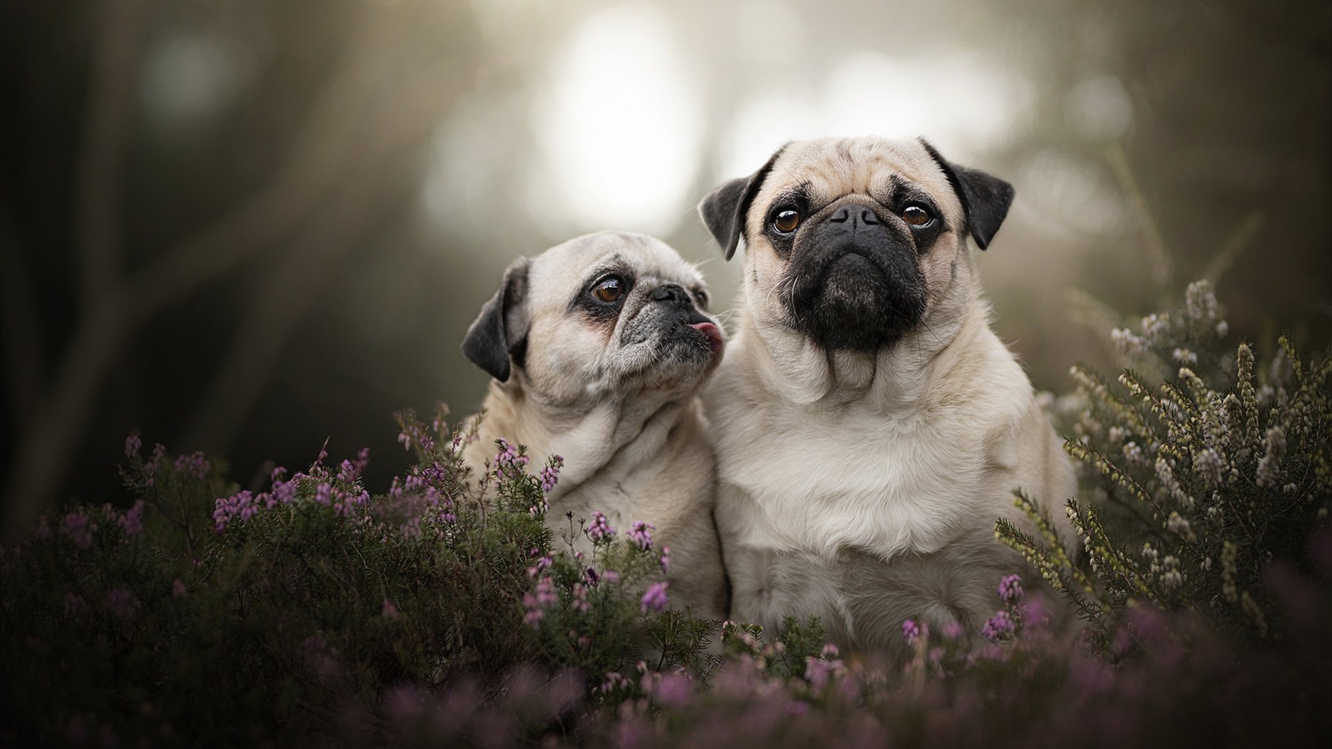 中国足球主教练选拔透明程序与教练竞争力提升,中国足球主教练是谁